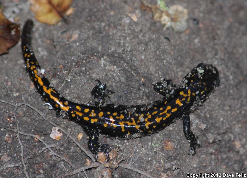 Santa Cruz Long-toed Salamander (Ambystoma macrodactylum croceum)