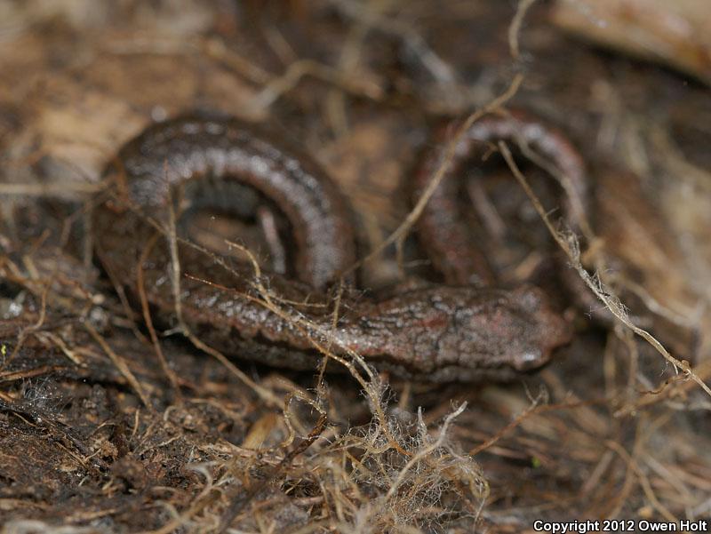 California Slender Salamander (Batrachoseps attenuatus)