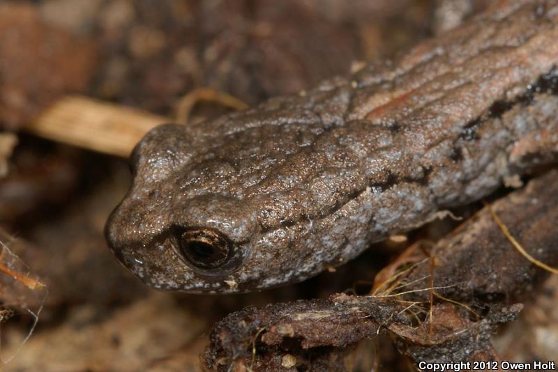 California Slender Salamander (Batrachoseps attenuatus)