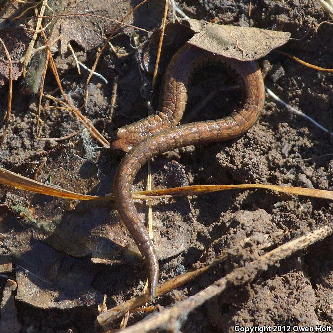 California Slender Salamander (Batrachoseps attenuatus)