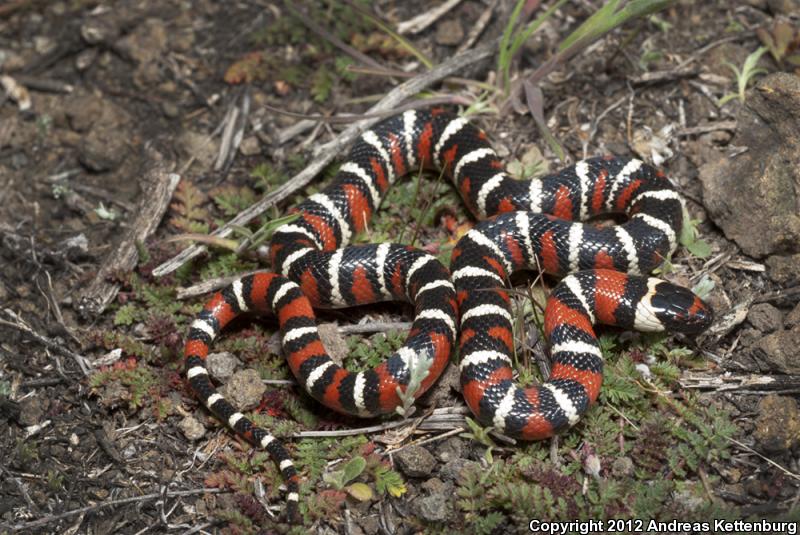 San Diego Mountain Kingsnake (Lampropeltis zonata pulchra)