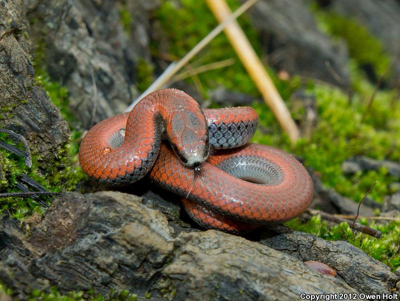 Sharp-tailed Snake (Contia tenuis)