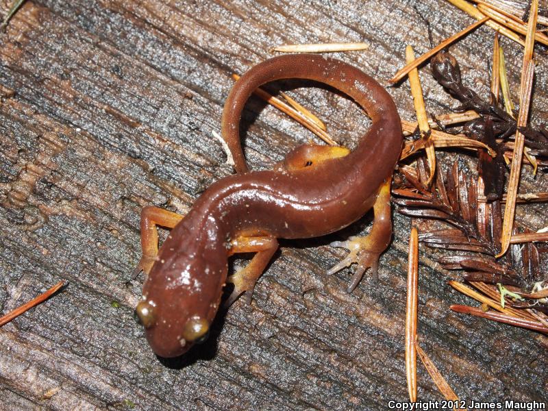 Yellow-eyed Ensatina (Ensatina eschscholtzii xanthoptica)