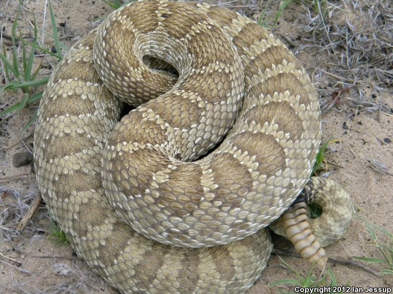 Prairie Rattlesnake (Crotalus Viridis)