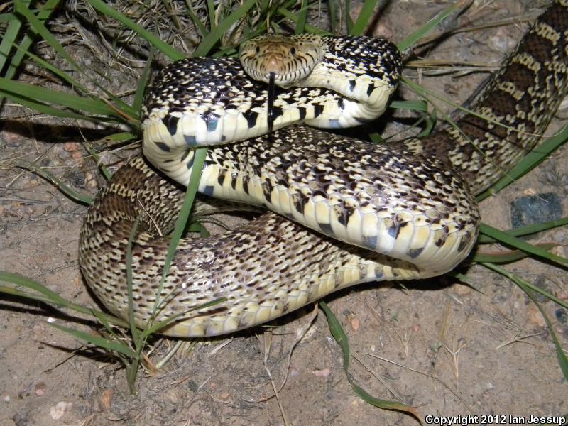 Bullsnake (Pituophis catenifer sayi)