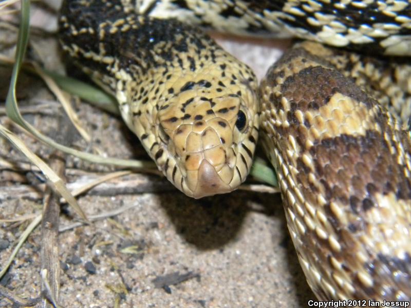 Bullsnake (Pituophis Catenifer Sayi)