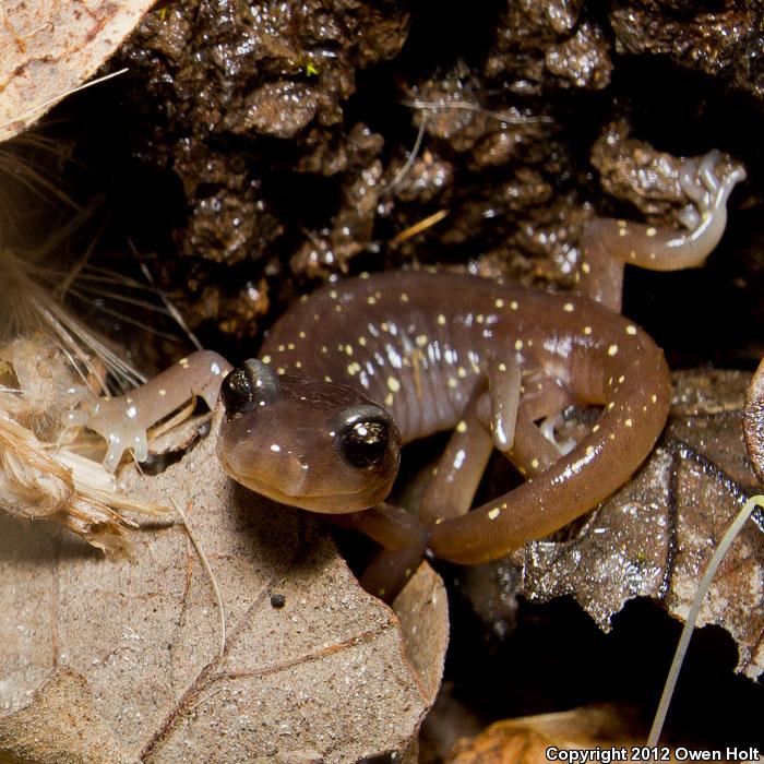 Arboreal Salamander (Aneides lugubris)