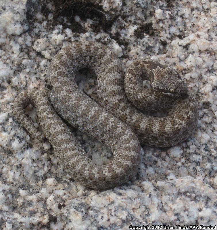 San Diego Nightsnake (Hypsiglena ochrorhyncha klauberi)