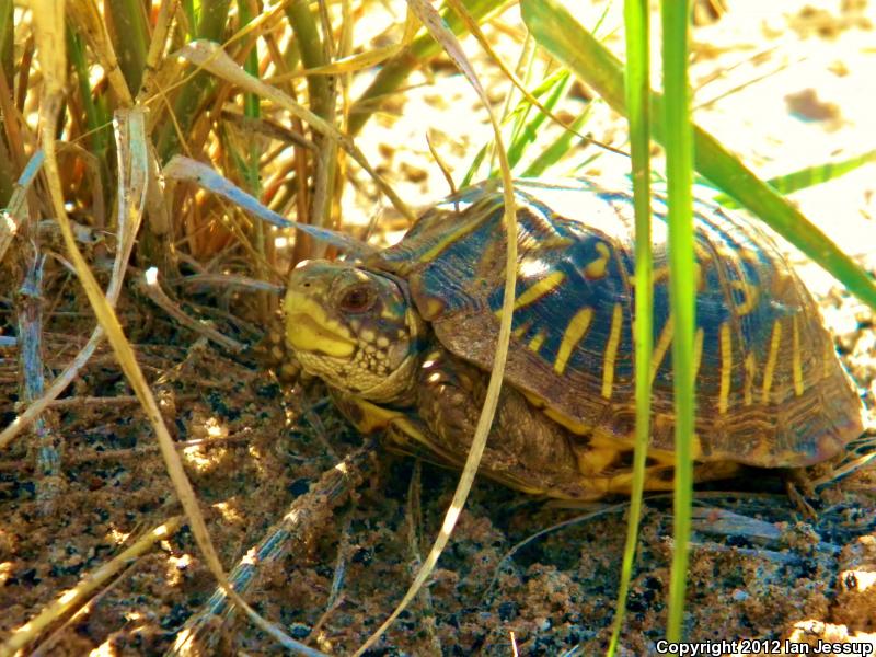 Ornate Box Turtle (Terrapene ornata ornata)