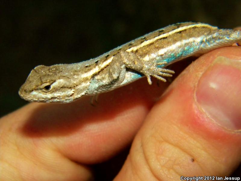 Prairie Lizard (Sceloporus consobrinus)