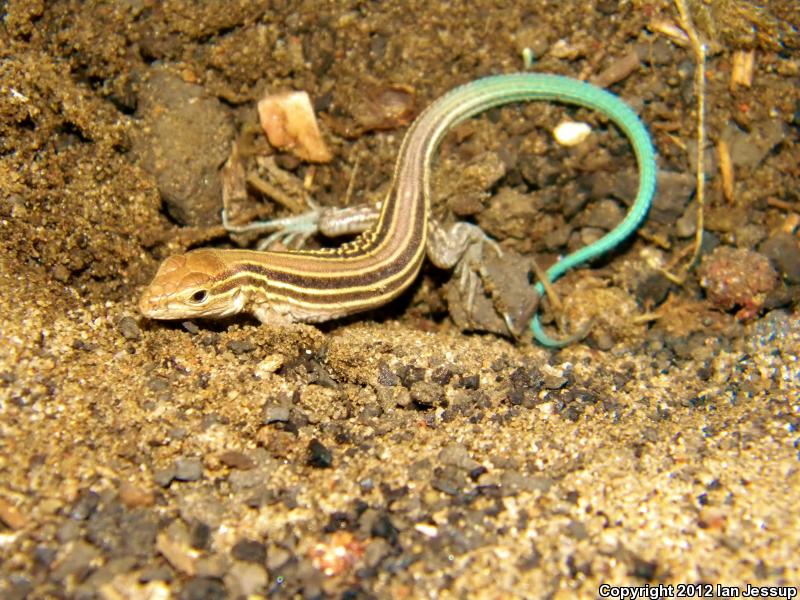 Prairie Racerunner (Aspidoscelis sexlineata viridis)