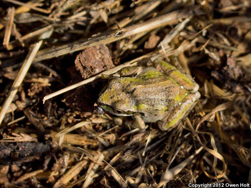 Sierran Treefrog (Pseudacris sierra)