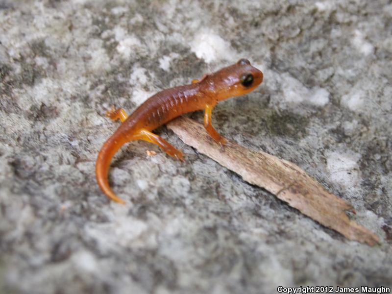 Yellow-eyed Ensatina (Ensatina eschscholtzii xanthoptica)