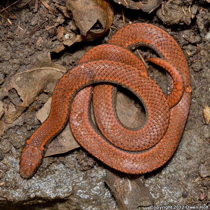 Sharp-tailed Snake (Contia tenuis)