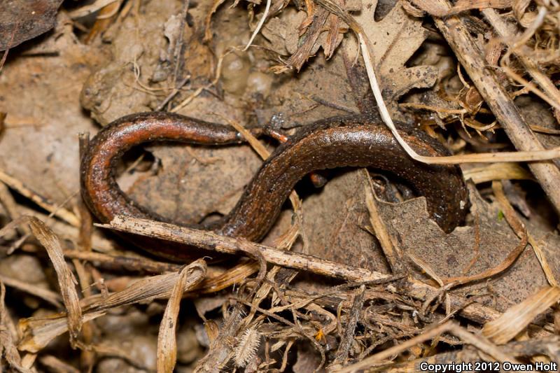 California Slender Salamander (Batrachoseps attenuatus)