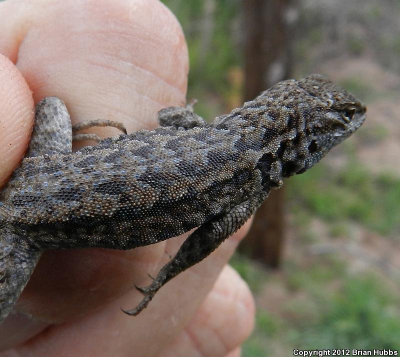 Common Side-blotched Lizard (Uta stansburiana)