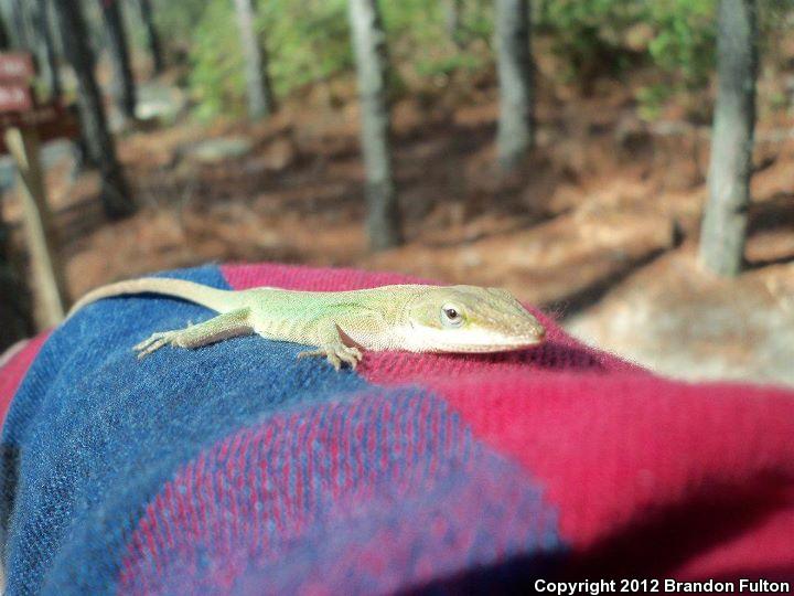 Northern Green Anole (Anolis carolinensis carolinensis)