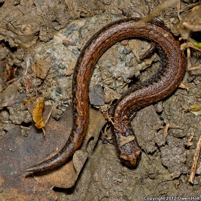 California Slender Salamander (Batrachoseps attenuatus)