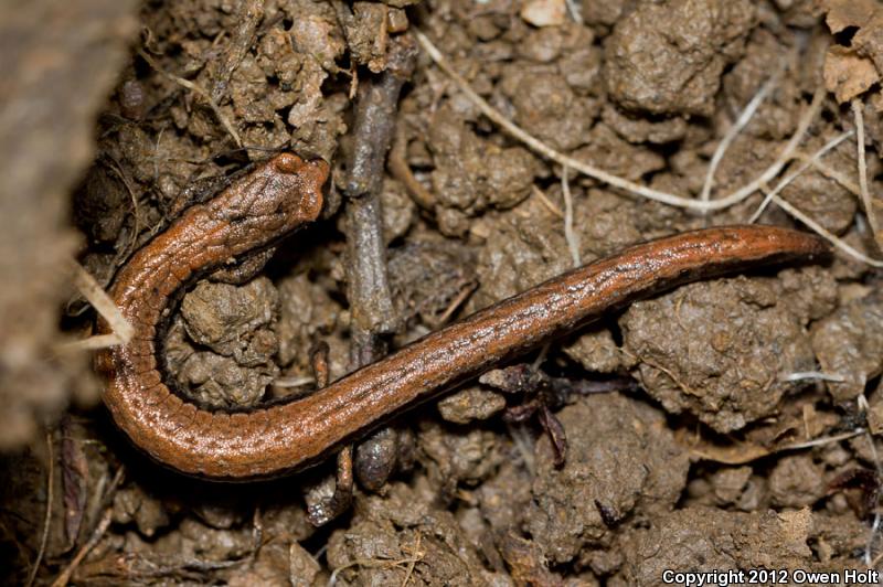 California Slender Salamander (Batrachoseps attenuatus)