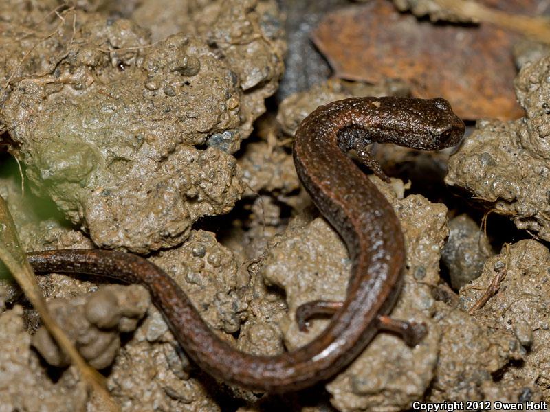 california slender salamander