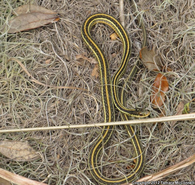 Western Ribbonsnake (Thamnophis proximus)