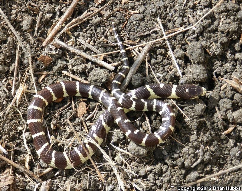 California Kingsnake (Lampropeltis Getula Californiae)