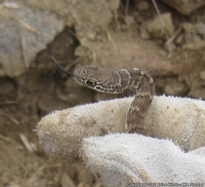 Red Racer (Coluber flagellum piceus)