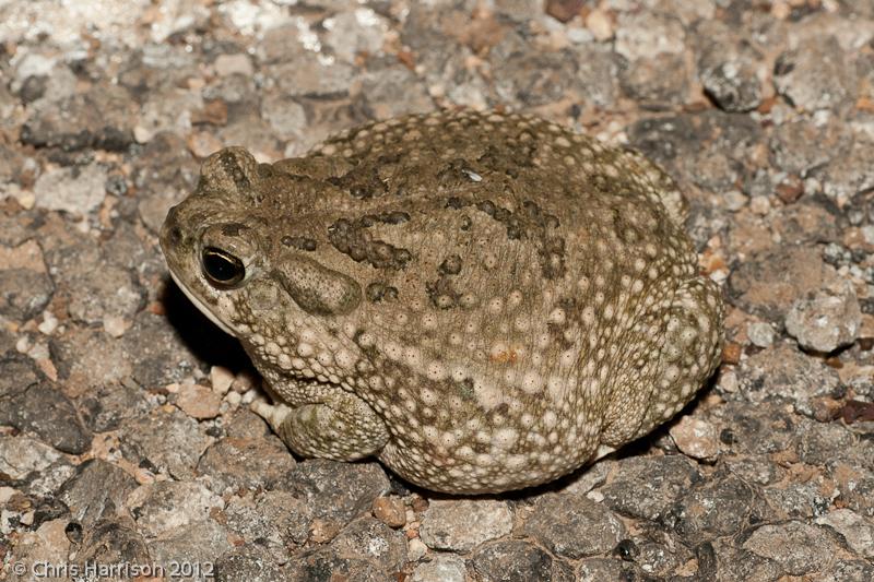 Texas Toad (Anaxyrus speciosus)