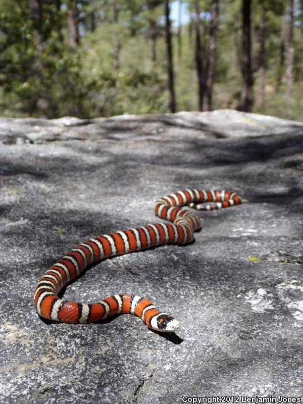 Arizona Mountain Kingsnake (Lampropeltis pyromelana pyromelana)