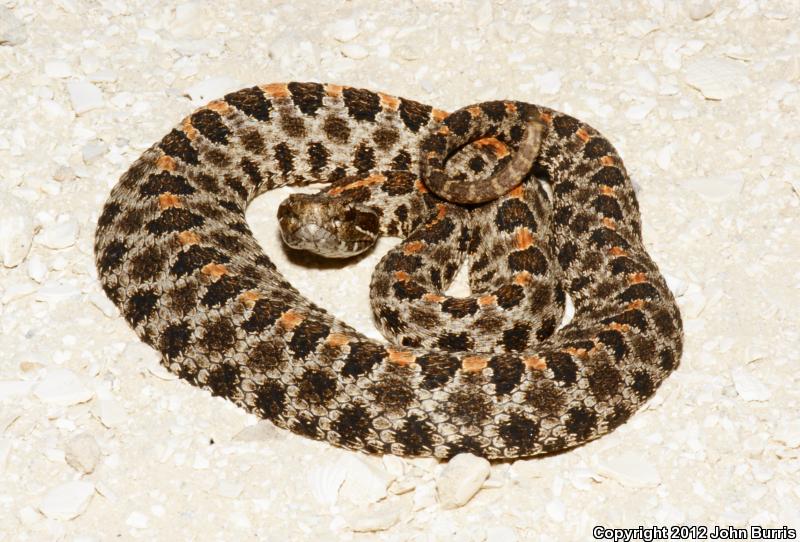 Dusky Pigmy Rattlesnake (Sistrurus miliarius barbouri)