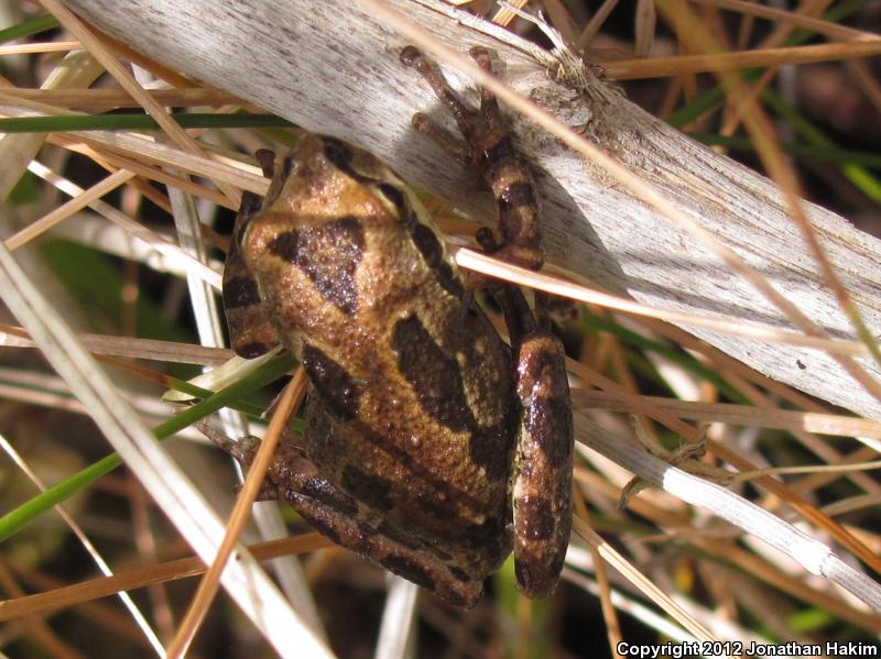 Baja California Treefrog (Pseudacris hypochondriaca)