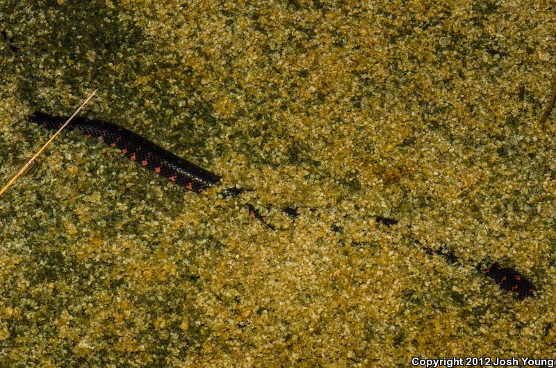 Eastern Mudsnake (Farancia abacura abacura)