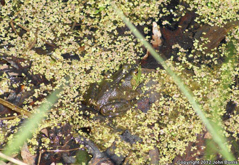 American Bullfrog (Lithobates catesbeianus)