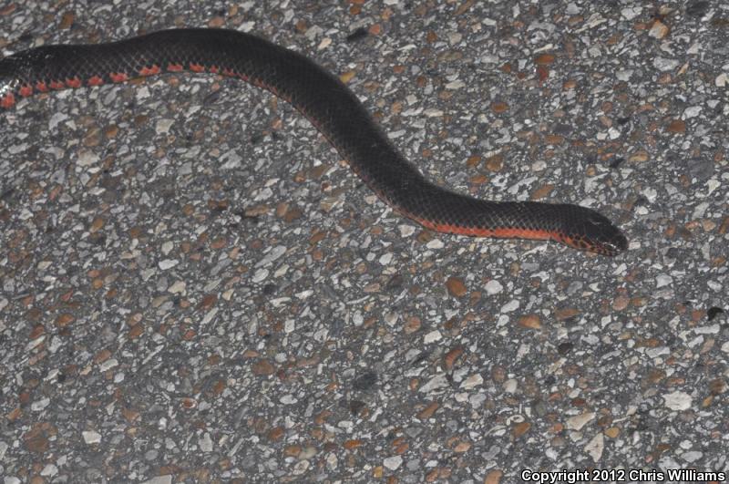 Western Mudsnake (Farancia abacura reinwardtii)