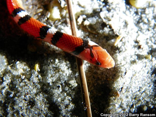 Scarletsnake (Cemophora coccinea)