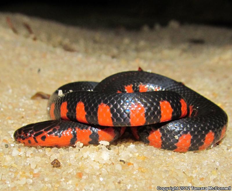 Red-bellied Mudsnake (Farancia abacura)