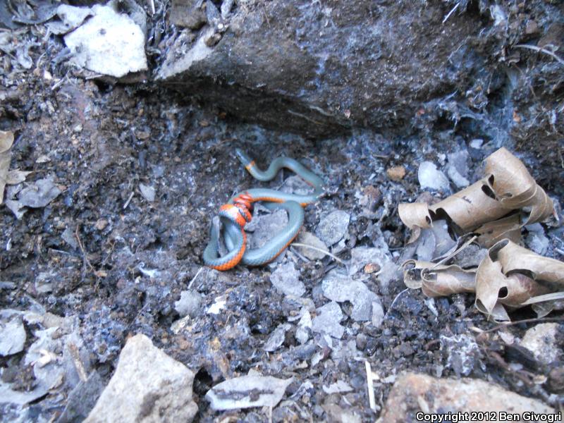 Northwestern Ring-necked Snake (Diadophis punctatus occidentalis)