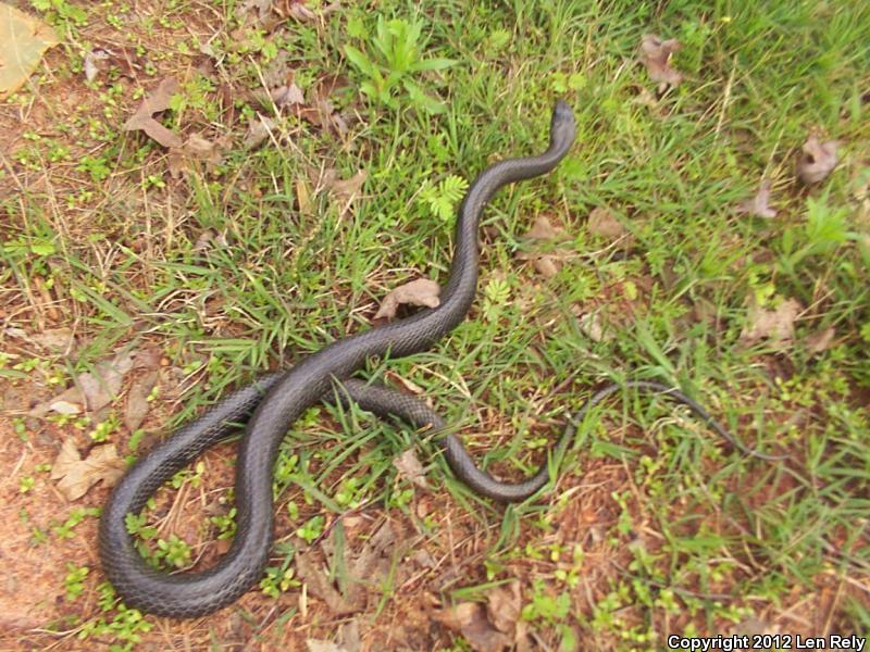 Northern  Black Racer (Coluber constrictor constrictor)