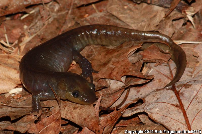 Jefferson Salamander (Ambystoma jeffersonianum)