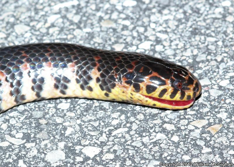 Eastern Mudsnake (Farancia abacura abacura)