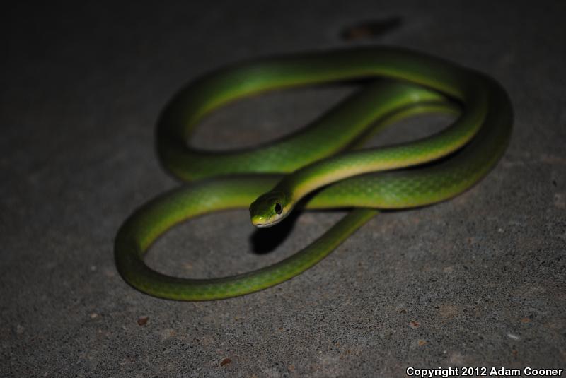 Northern Rough Greensnake (Opheodrys Aestivus Aestivus)