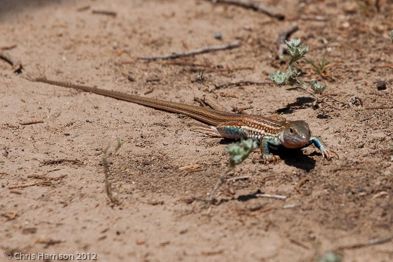 Texas Spotted Whiptail (Aspidoscelis Gularis Gularis)