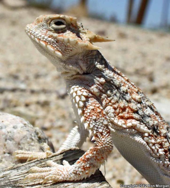 Southern Desert Horned Lizard (Phrynosoma Platyrhinos Calidiarum)