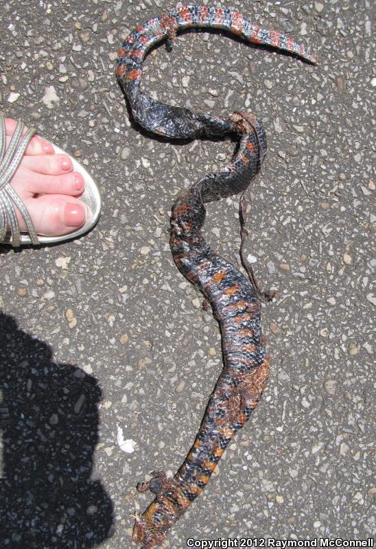 Red-bellied Mudsnake (Farancia Abacura)