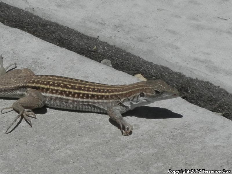 Sonoran Spotted Whiptail (Aspidoscelis sonorae)