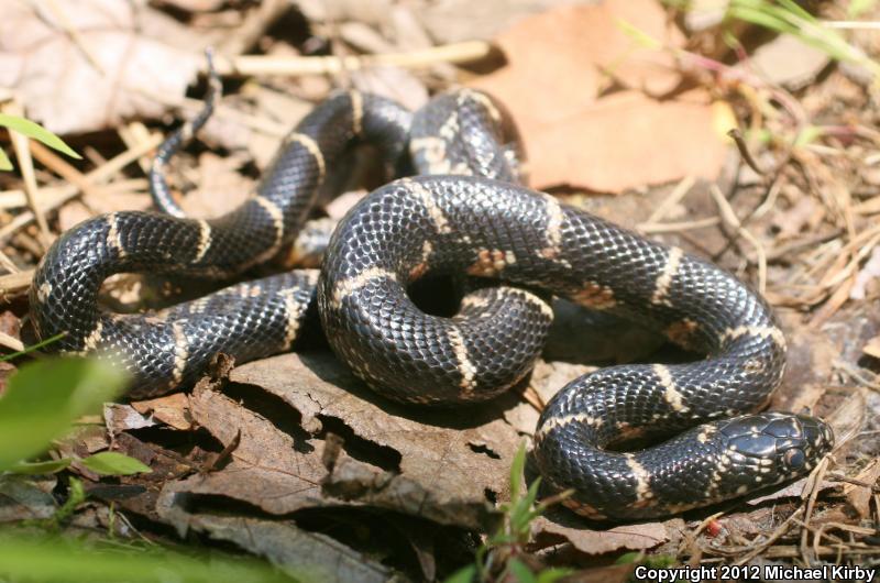 Eastern Kingsnake (Lampropeltis Getula Getula)