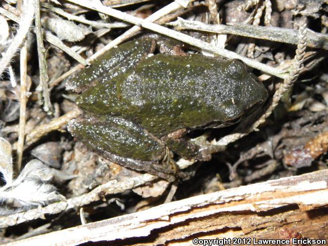 Sierran Treefrog (Pseudacris sierra)