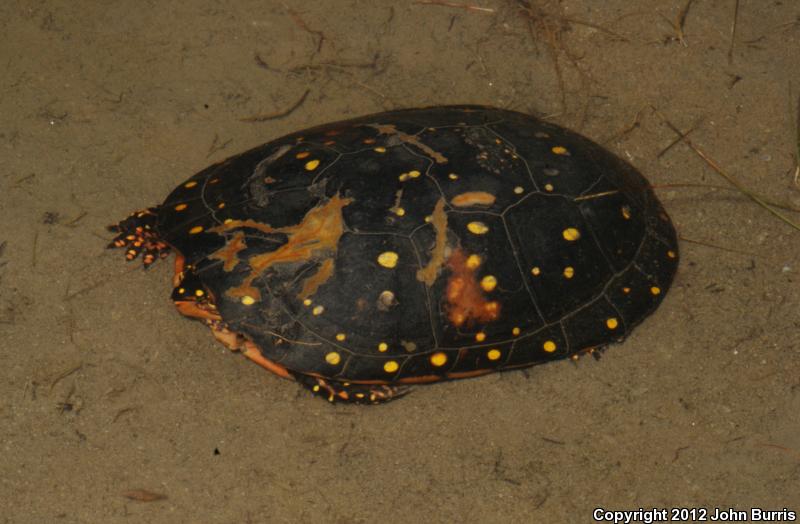 Spotted Turtle (Clemmys guttata)