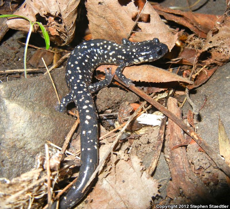 Northern Slimy Salamander (Plethodon glutinosus)