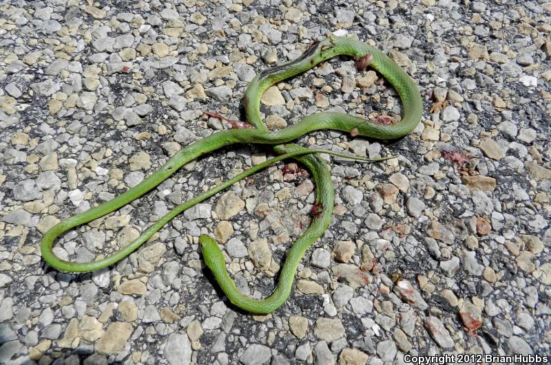 Northern Rough Greensnake (Opheodrys Aestivus Aestivus)